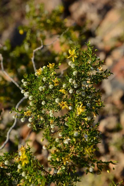 DSC_1855 (Large).JPG